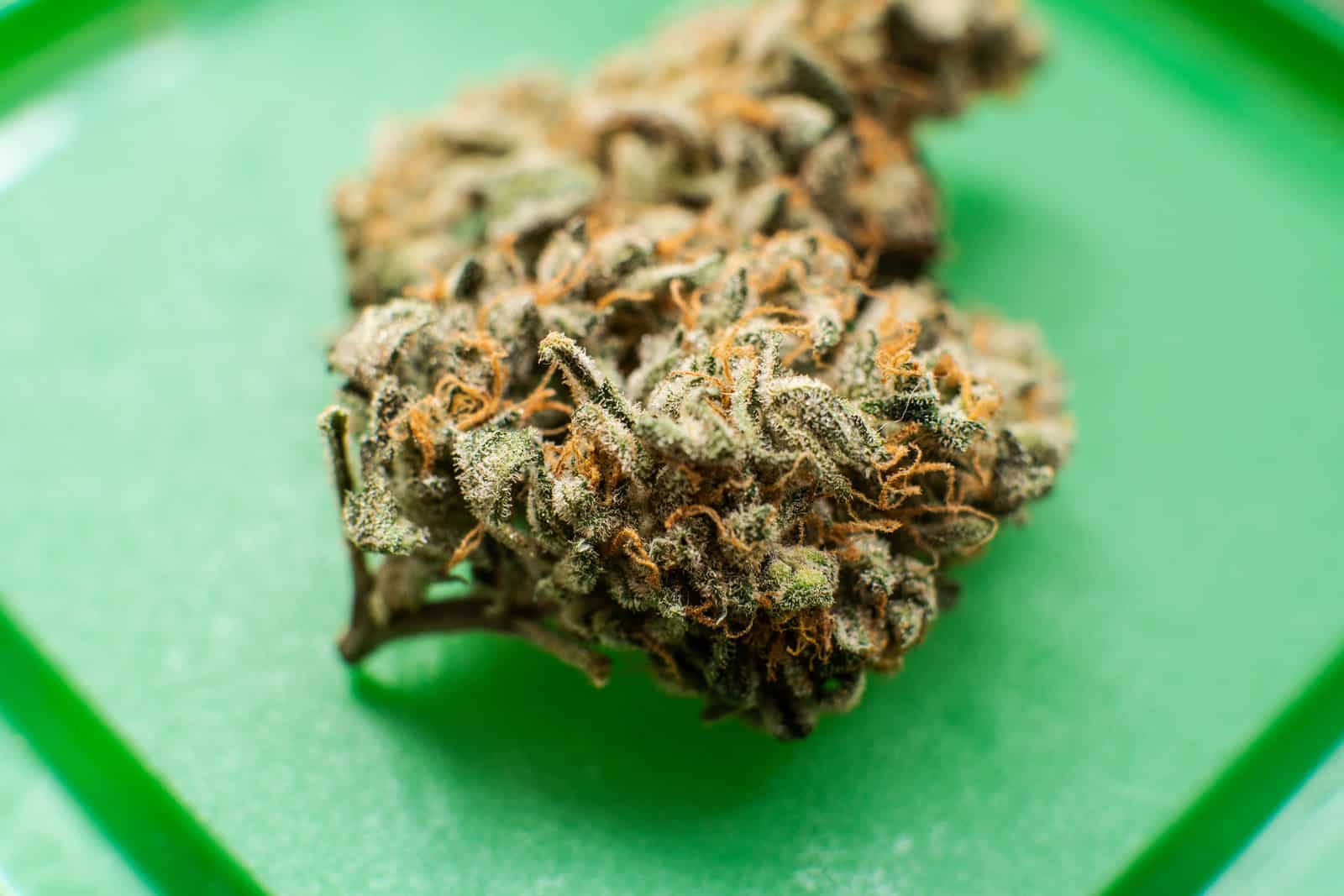 Is Cannabis Legal in Hawaii? Closeup of a cannabis bud.
