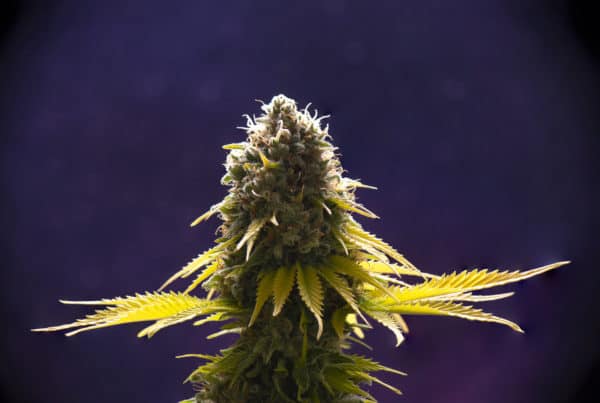 marijuana plant with blue background, memory loss strain