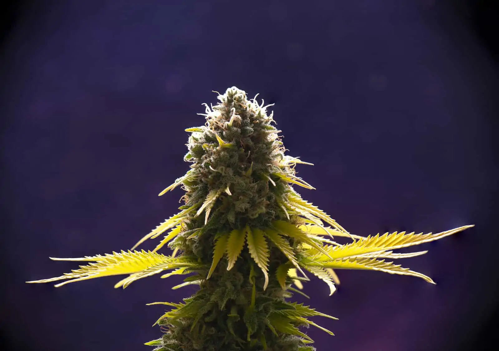 Memory Loss Weed Strain Review & Information