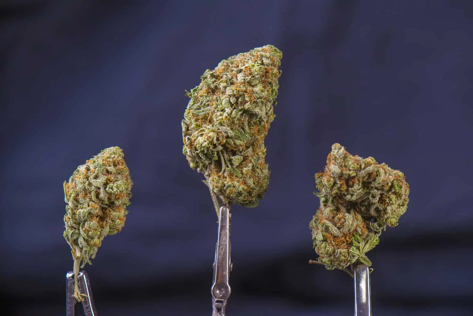 Pineapple Express Weed Strain Review & Information