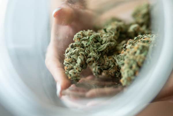 marijuana buds in a jar, silver haze strain