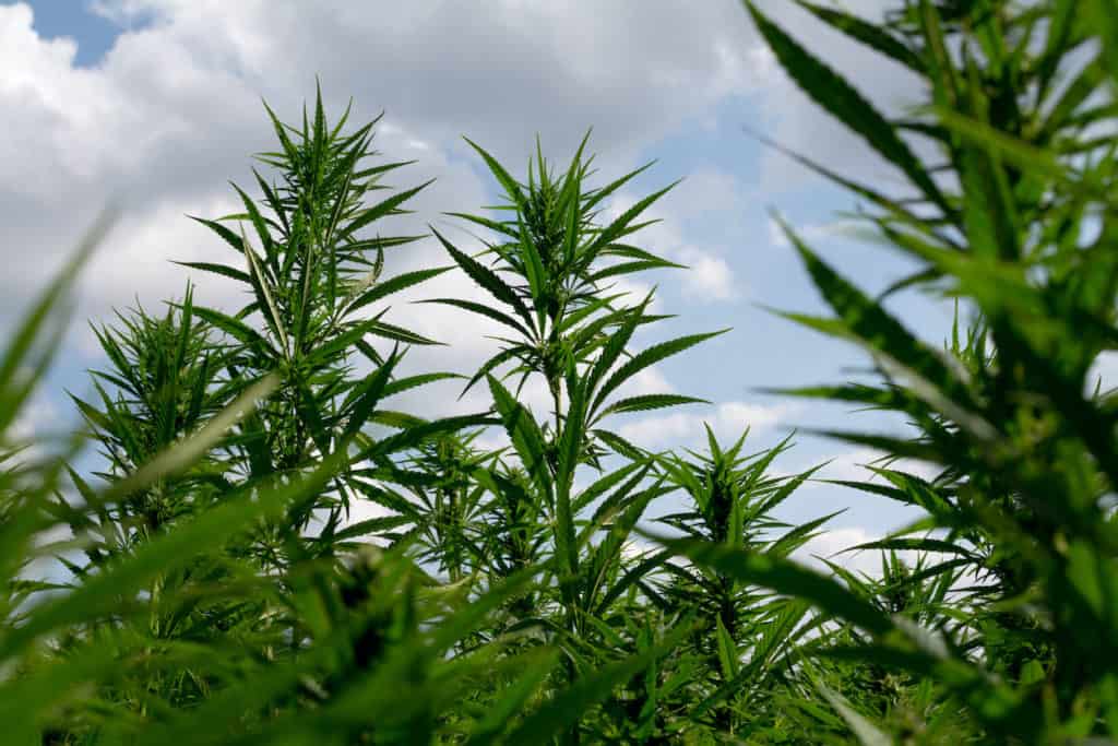 field of cannabis plants, amnesia haze strain