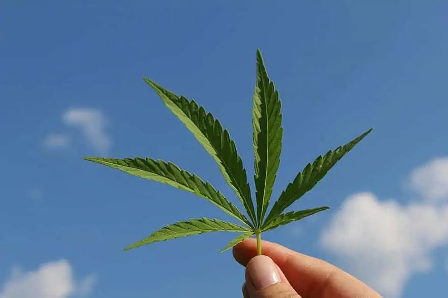 A Overview on Hemp Nutrition. Hand holding marijuana leaf. 