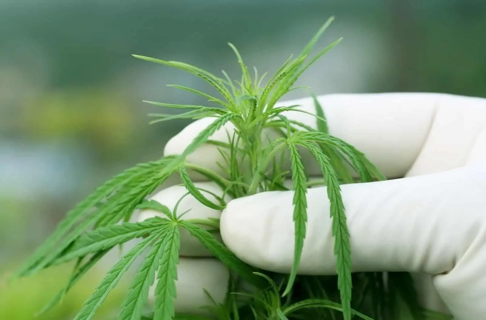 Cannabis News Recap for May 2020. White glove holding marijuana plant.