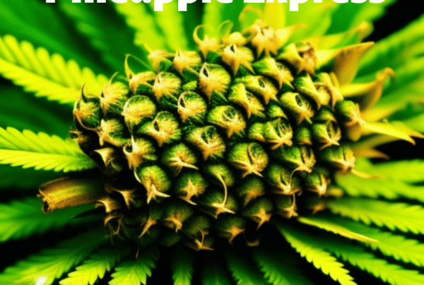 Pineapple Express strain. A pineapple in weed leaves.
