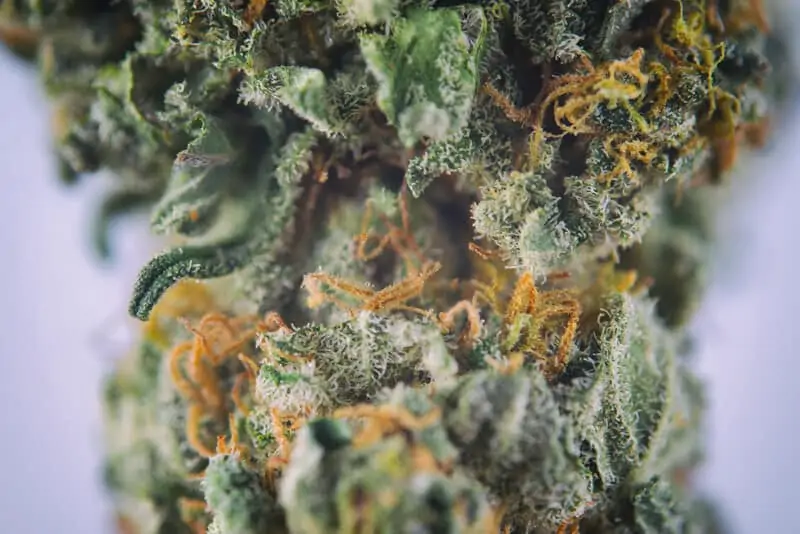 up close of trichomes and pistols on Pineapple Express strain