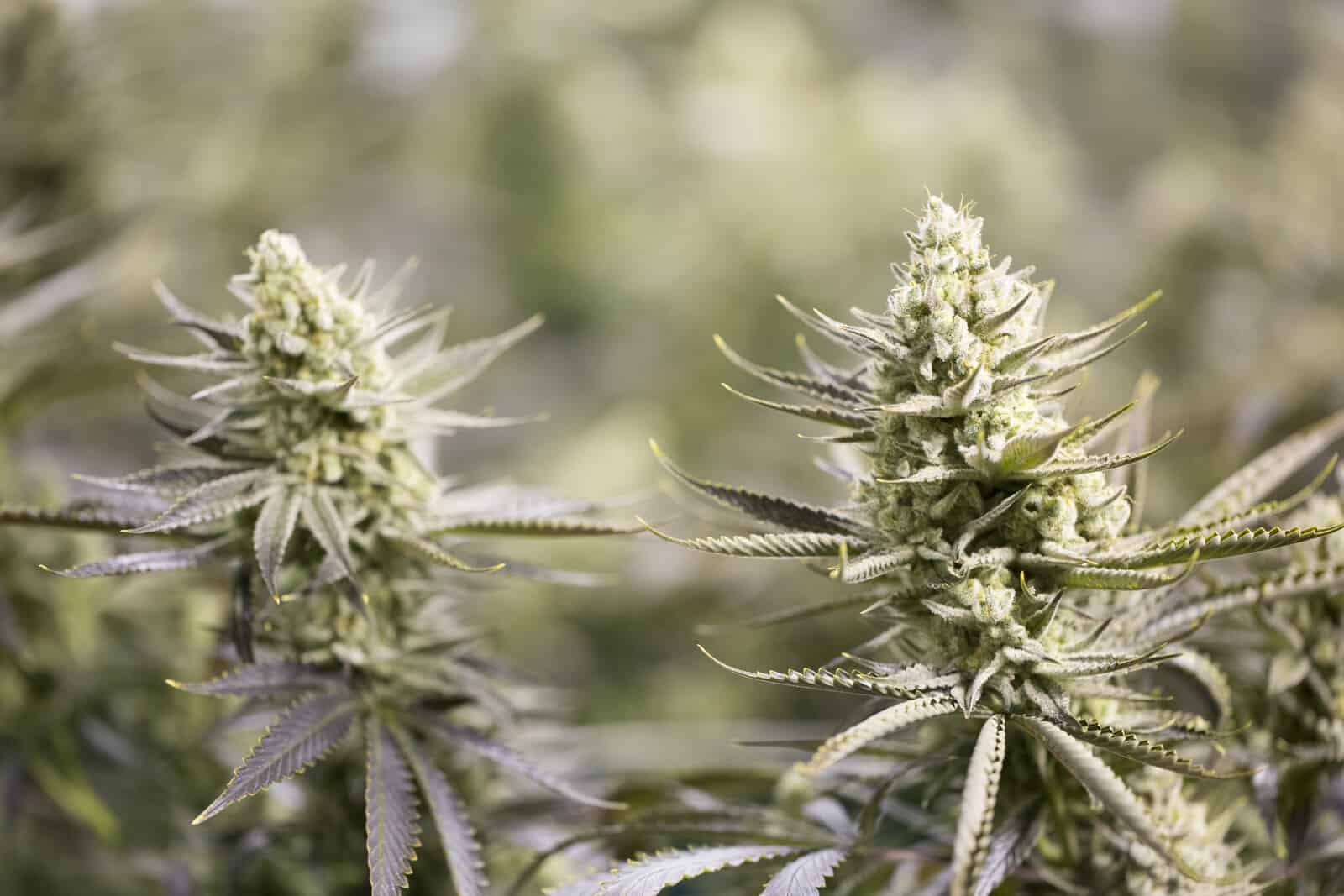 Is Weed Legal in North Dakota?