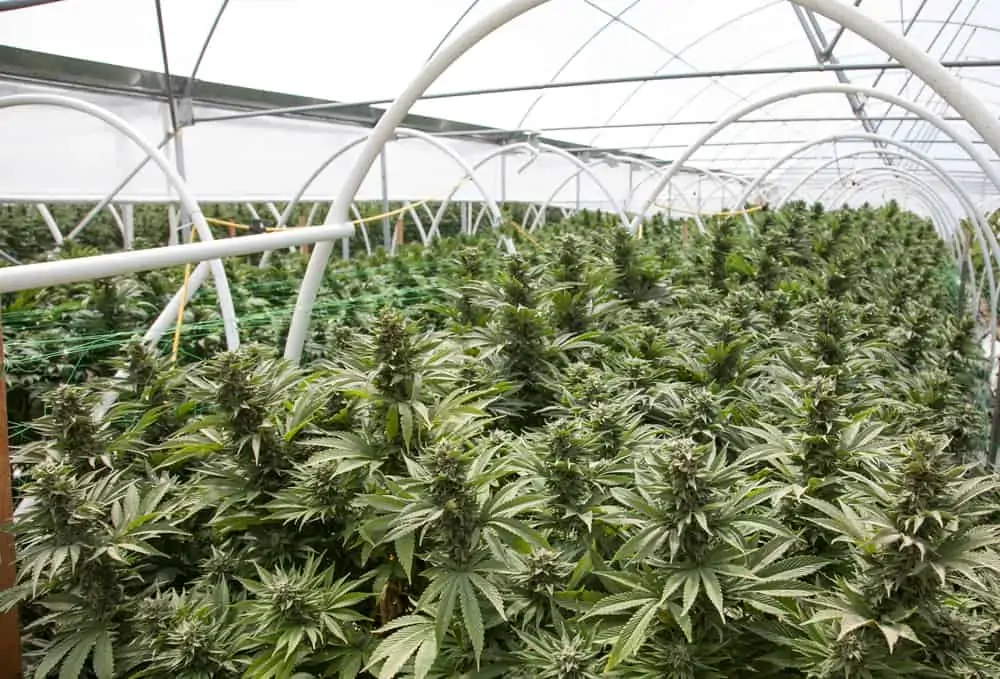 Marijuana Greenhouse Grow Tips