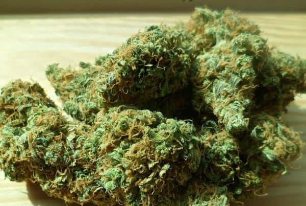 Marijuana Bud Trimmer Job Description