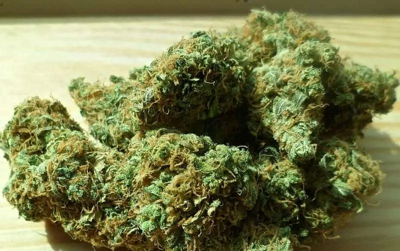 Marijuana Bud Trimmer Job Description