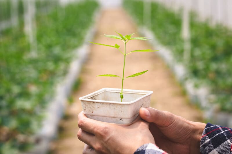 holding a cannabis seedling, Roots in Cloning Cannabis Plants