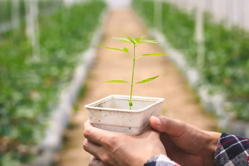 holding a cannabis seedling, Roots in Cloning Cannabis Plants