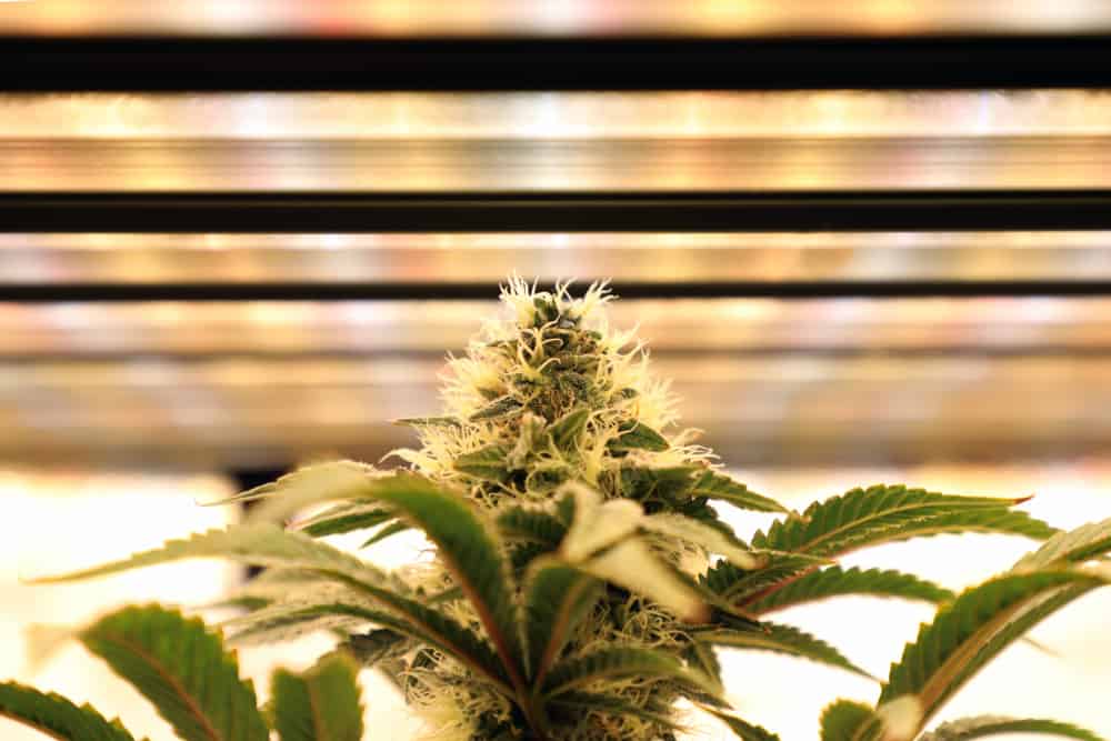 Best grow lights for marijuana. Weed plant under lights.