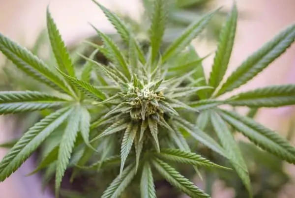 CBG, CBC, and CBN Are Giving CBD A Run for Its Money. Closeup of marijuana plant.