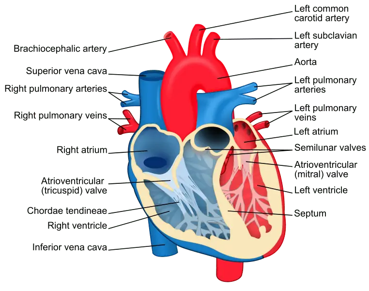 Is Marijuana safe for the heart, diagram of the heart