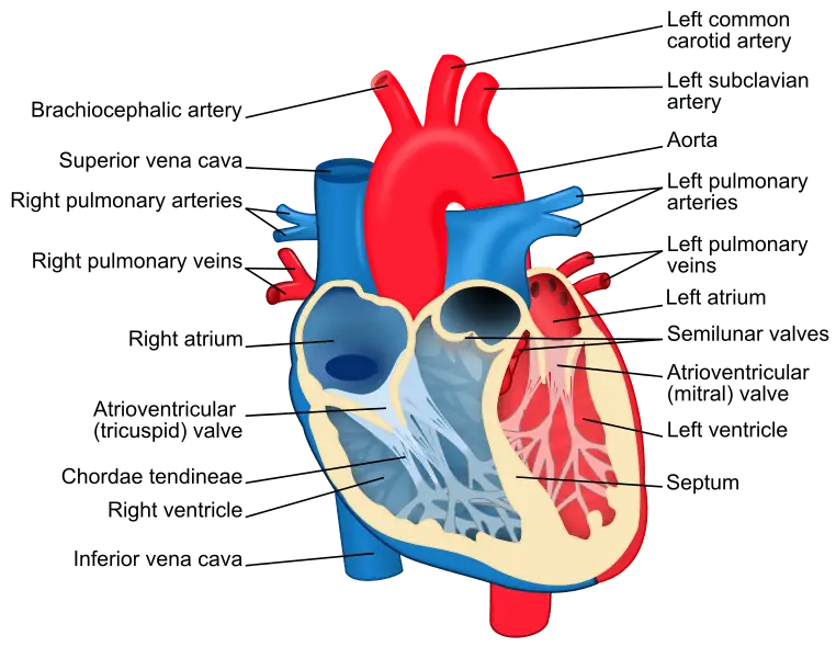 Is Marijuana Safe For The Heart? 1 Is Marijuana safe for the heart, diagram of the heart