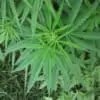 Overview of Terpenes and Terpene Benefits. Marijuana plants.