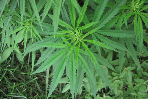 Overview of Terpenes and Terpene Benefits. Marijuana plants.