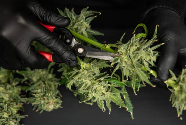 New Hampshire Cannabis Jobs and Cannabis Careers. Hands trimming a marijuana bud.