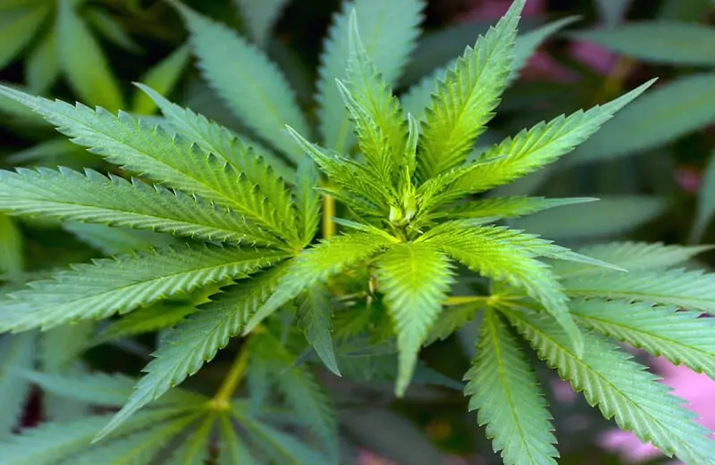 up close of marijuana plant, nutrient deficiency solution for marijuana plant