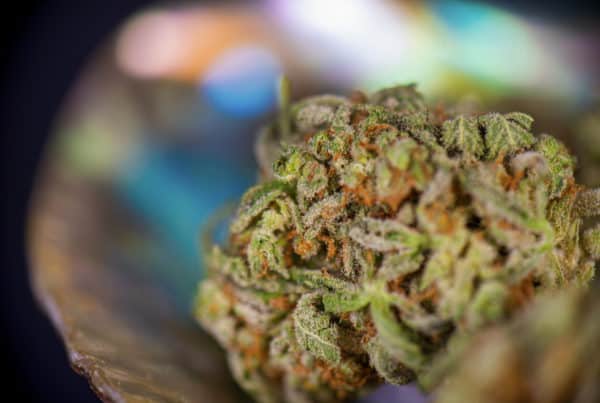 Tangie Strain Guide. Closeup of marijuana bud.