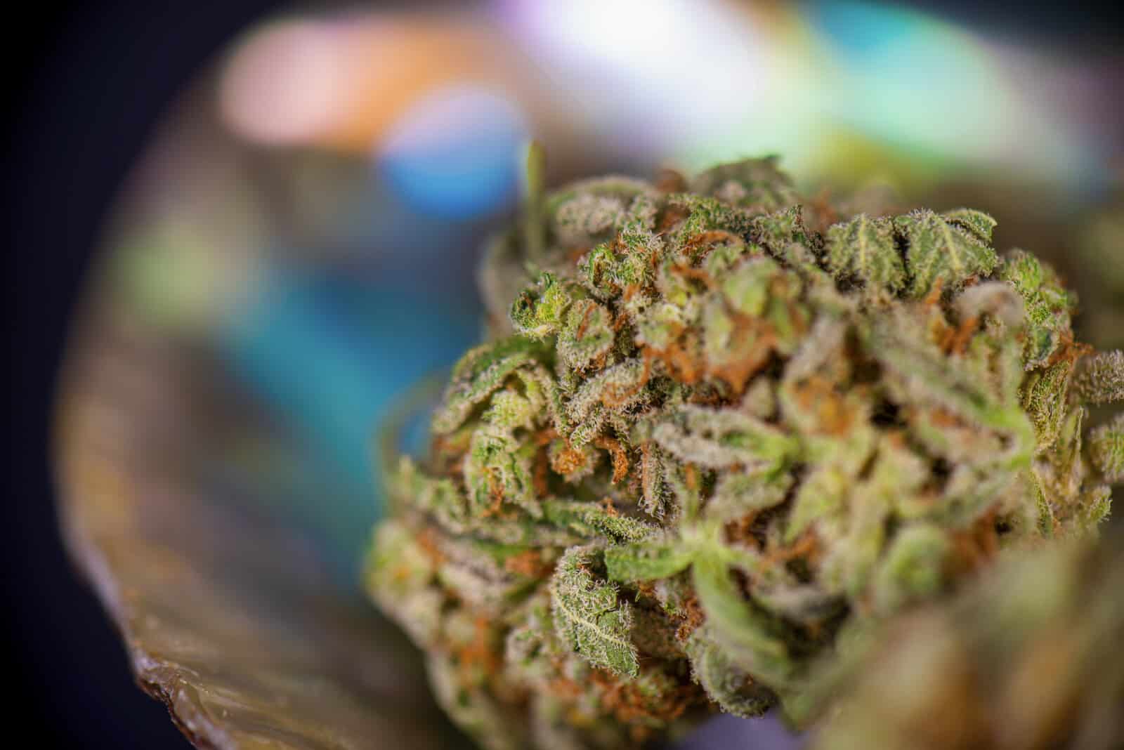 Tangie Strain Guide. Closeup of marijuana bud.