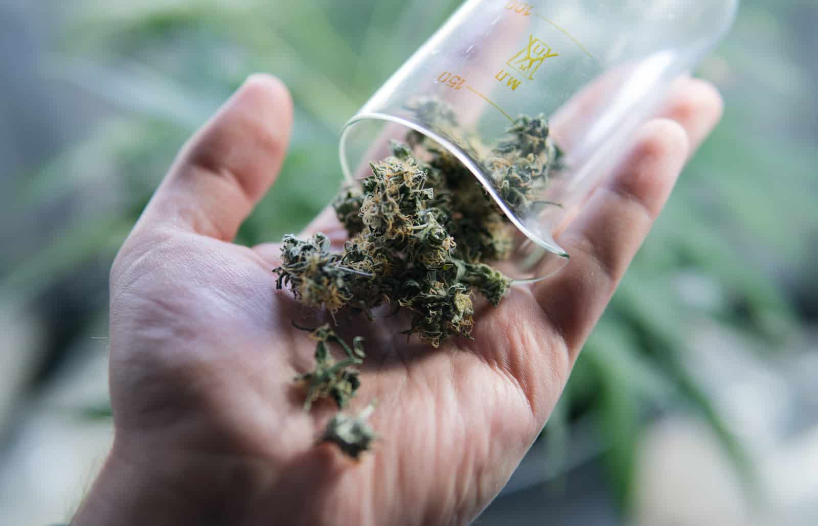 Frequently Asked Questions About Marijuana and the Workplace. A hand holding marijuana.