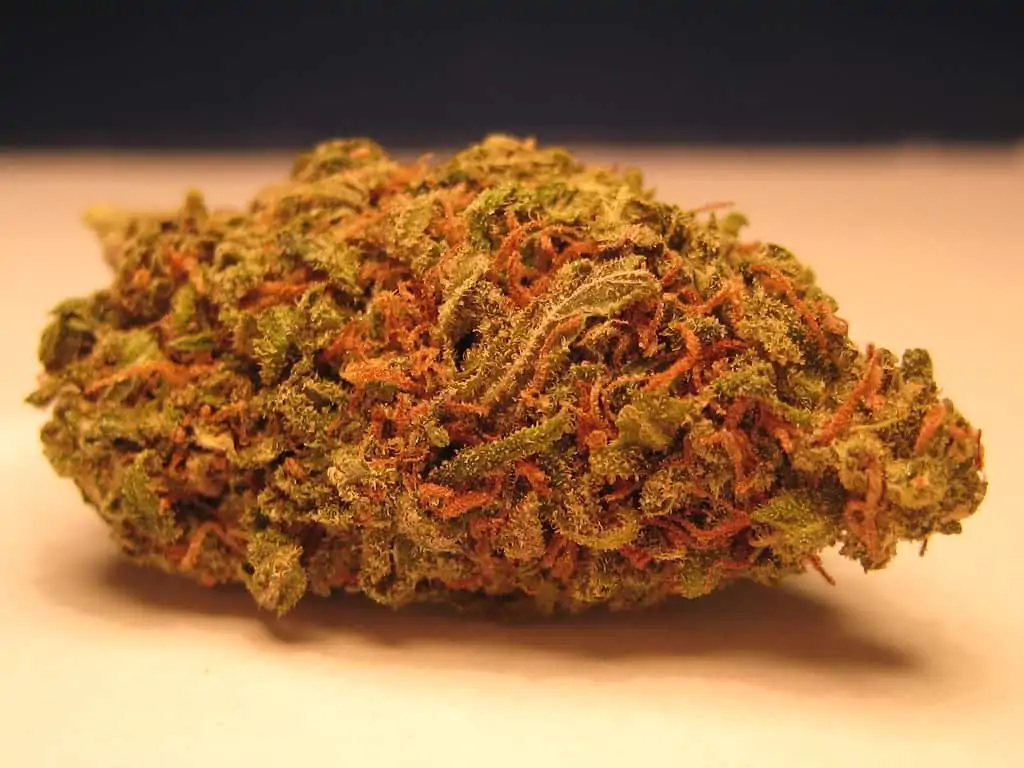 The Ultimate Green Crack Strain Guide. Marijuana bud. 