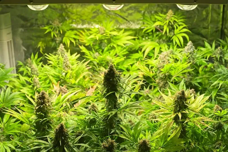 cannabis plants under grow lights, best grow lights for weed