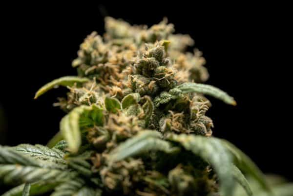 up close of cannabis strain, medical marijuana in West Virginia