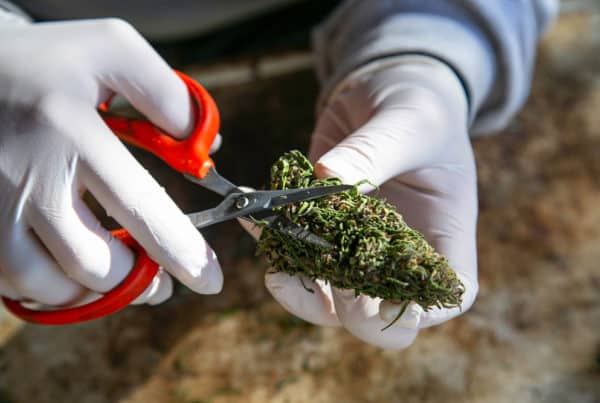 Arizona Marijuana Jobs and Marijuana Careers. Scissors cutting a weed bud.