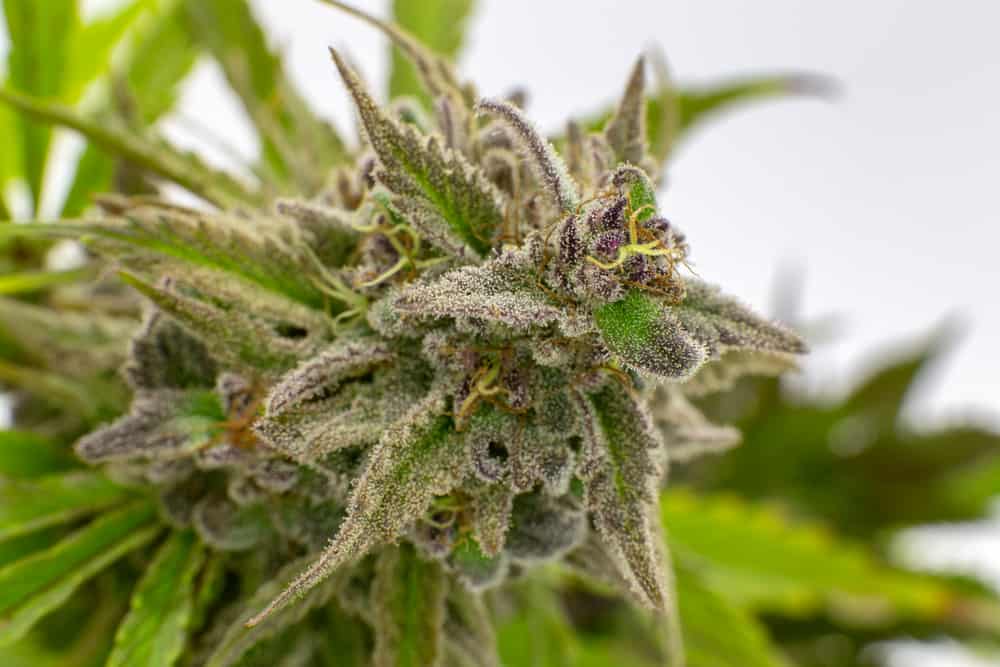 up close of marijuana strain, berry white strain 