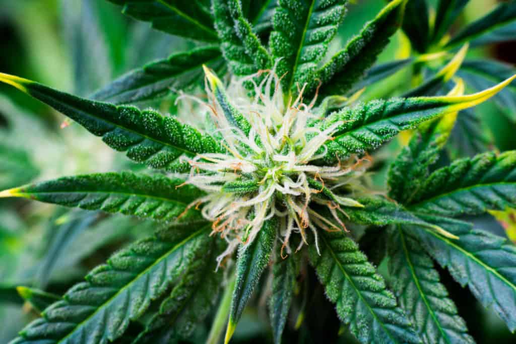 up close of cannabis flower, biscotti strain