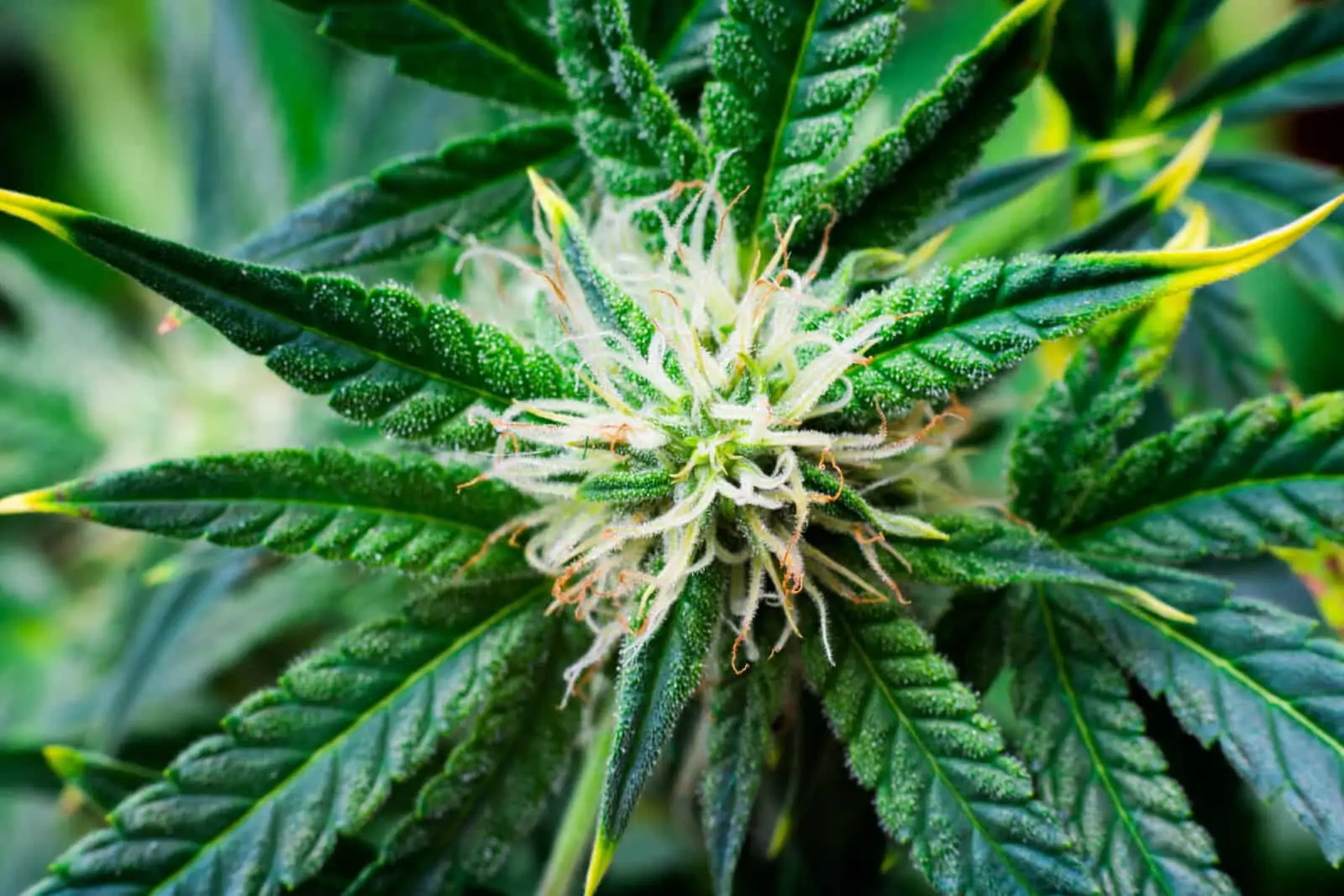 У марихуаны желтеют верхние листья как найти семена марихуаны
