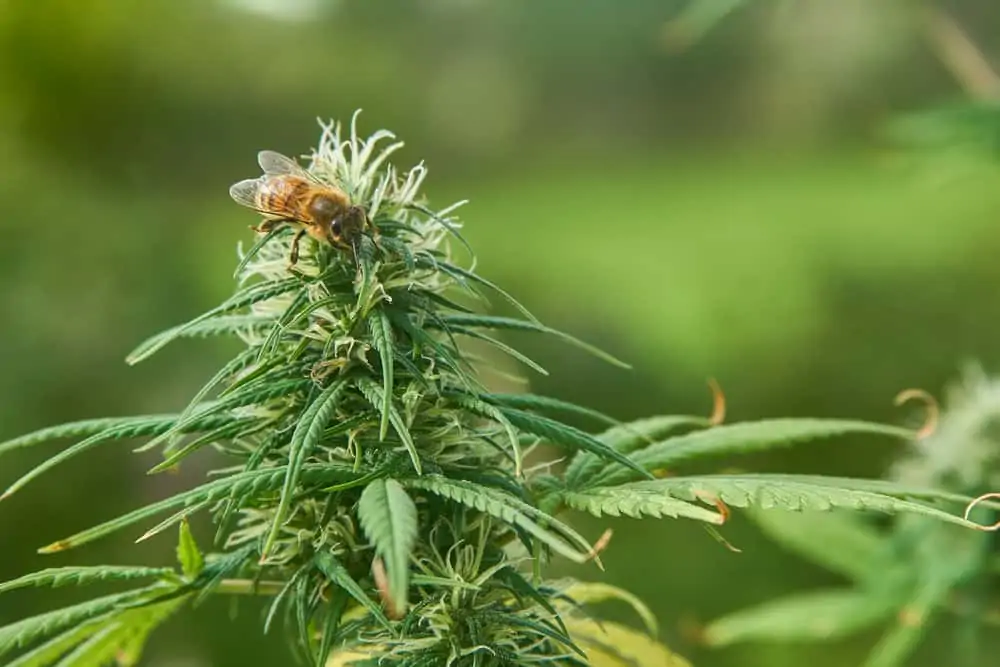 Can Cannabis Save the Bees?