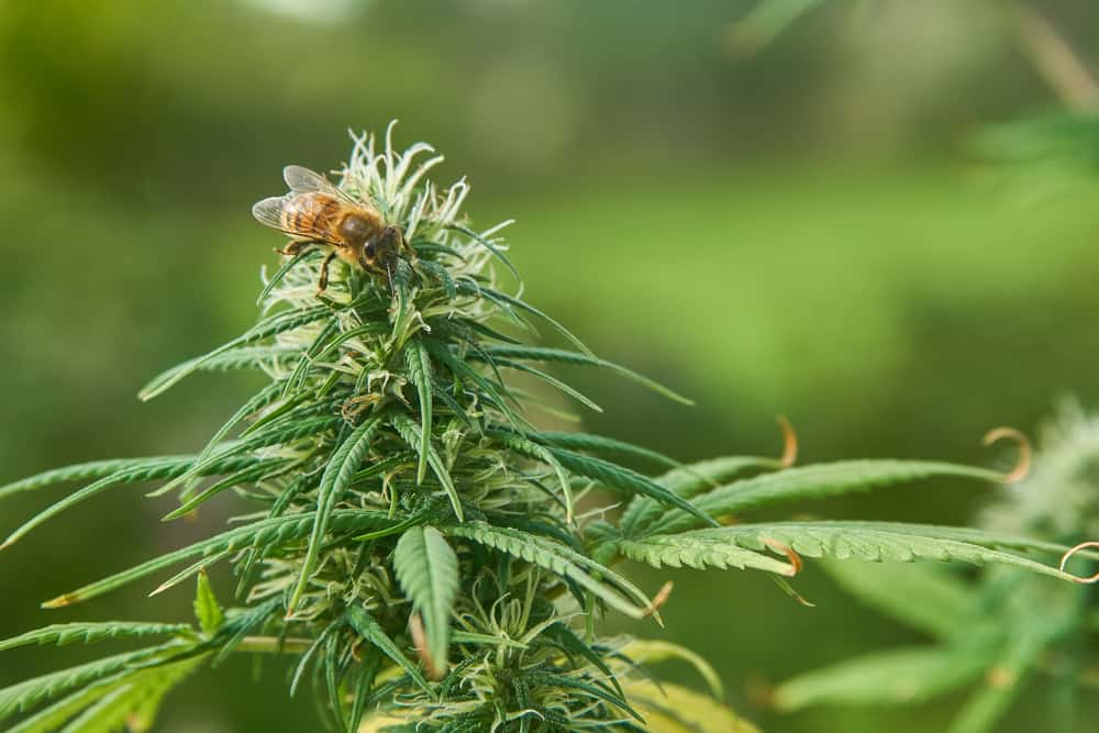 Can Marijuana Save the Bees? Marijuana plant with bee on it.