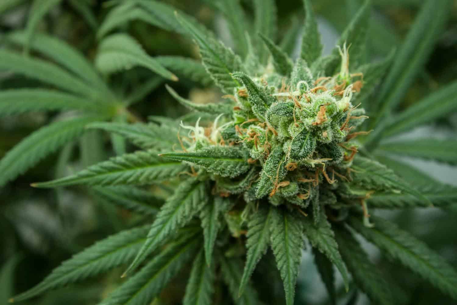 Marijuana News Recap for August 2020
