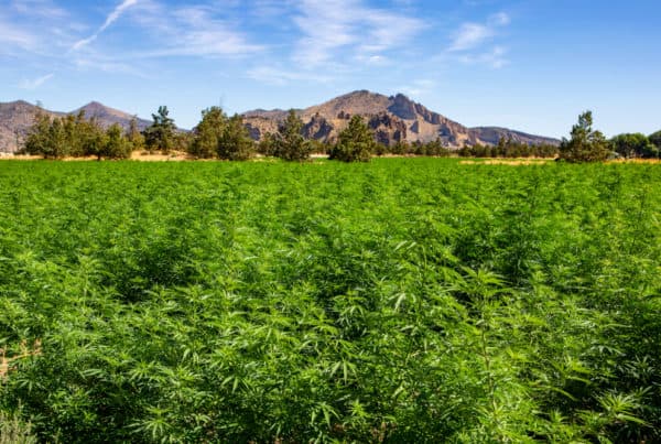 Oregon Cannabis Jobs and Cannabis Careers. Field of weed plants with mountains.