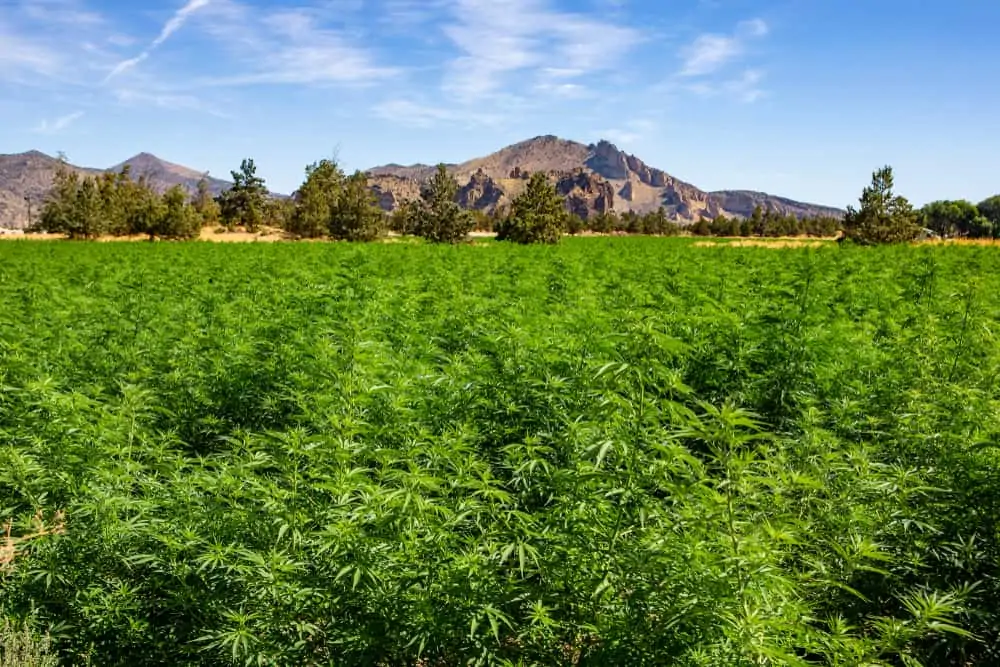 Oregon Cannabis Jobs and Marijuana Careers