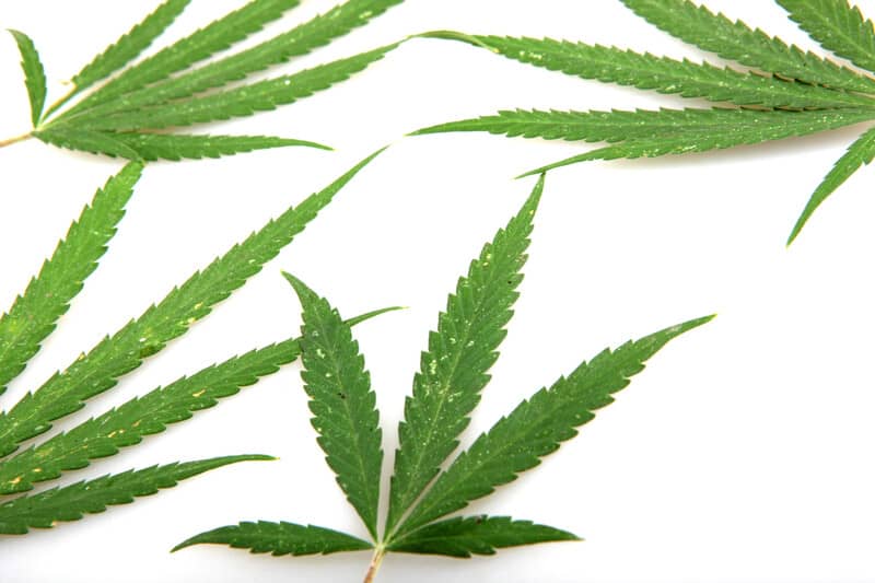 green weed leaves isolated on white, cannabis dispensaries in Delaware