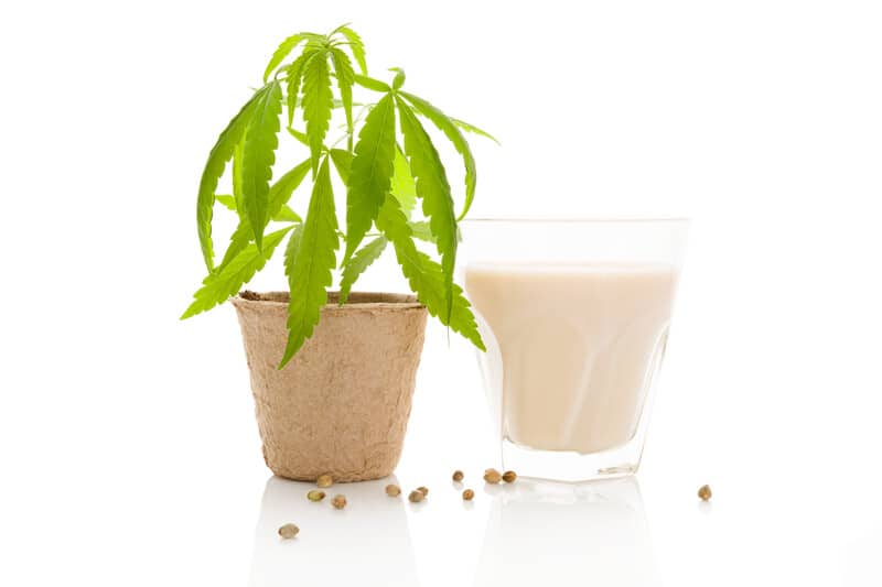 cannabis plant in pot next to glass of milk isolated on white, how to make cannabis infused milk
