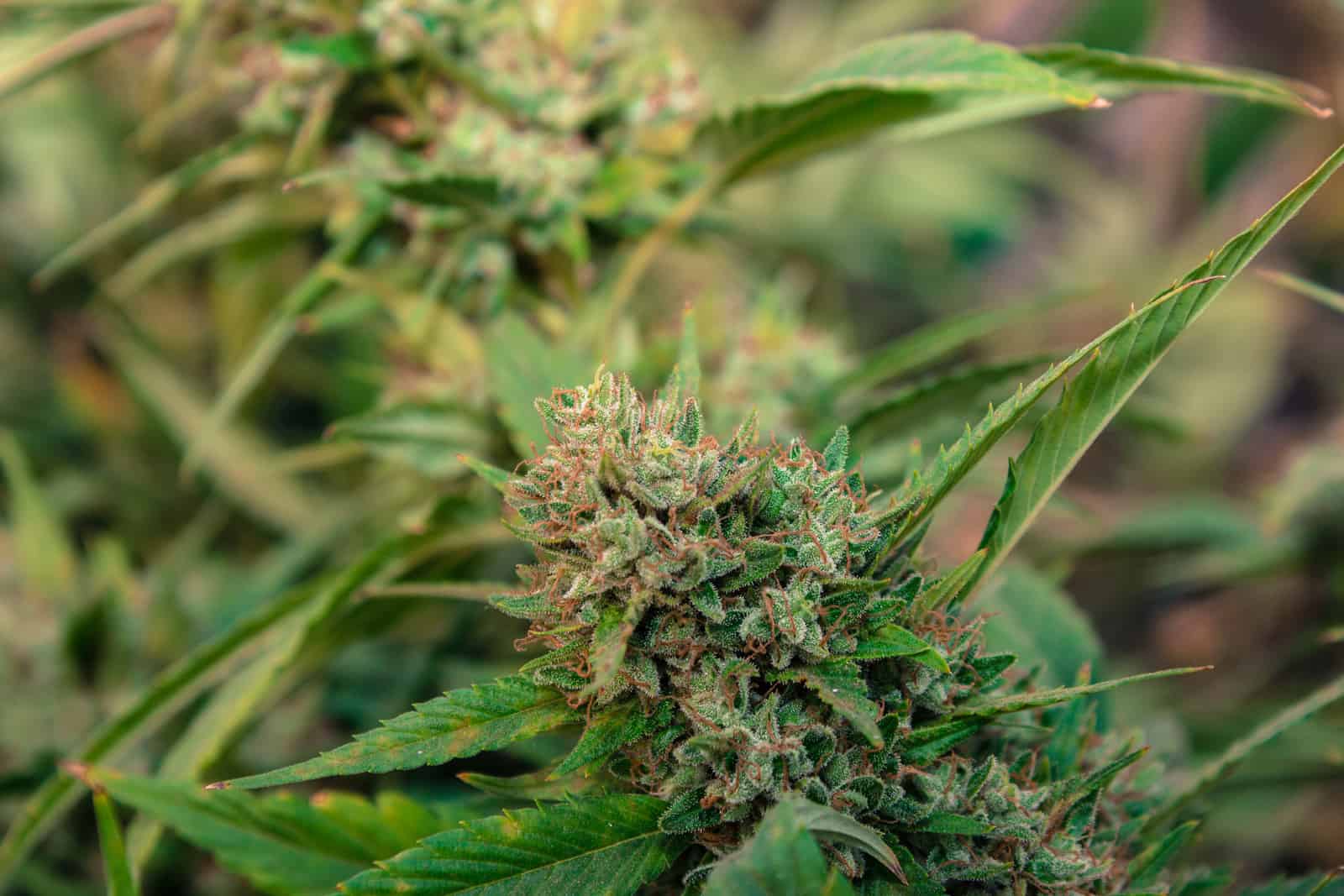 2020 California Cannabis Bills Recap