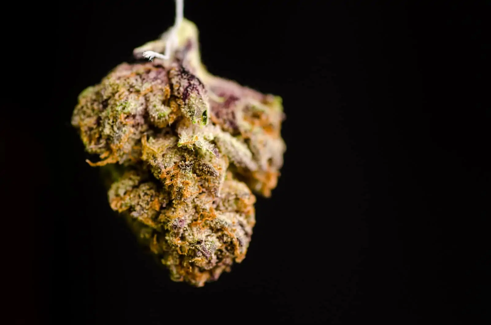 Candyland Weed Strain Review & Information