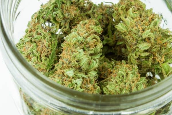 Guide to becoming a Budtender in New Mexico. Glass jar of bud.