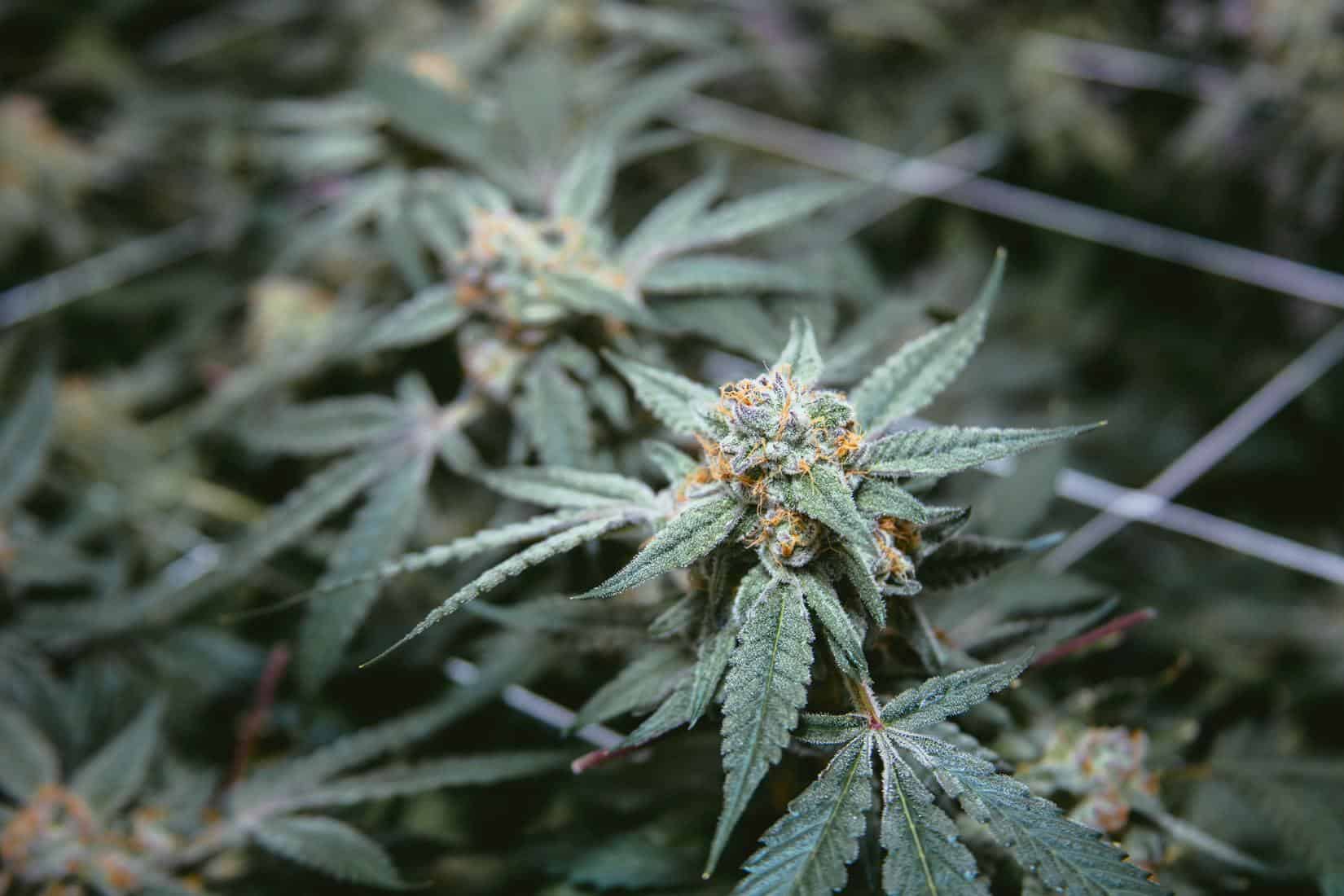 Marijuana News Recap for September 2020