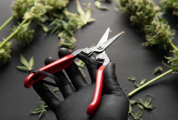 Rhode Island Marijuana Jobs and Marijuana Careers. Hand holding trimmers.