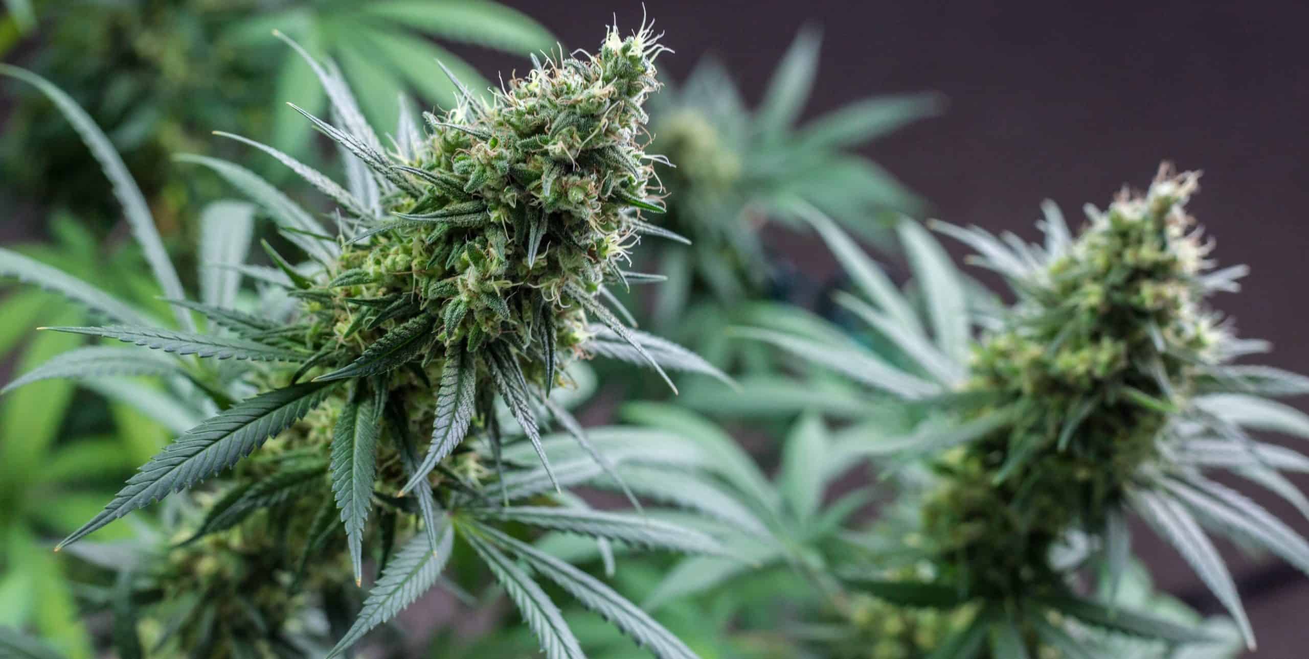 The Highest Yielding Strains For Your Garden