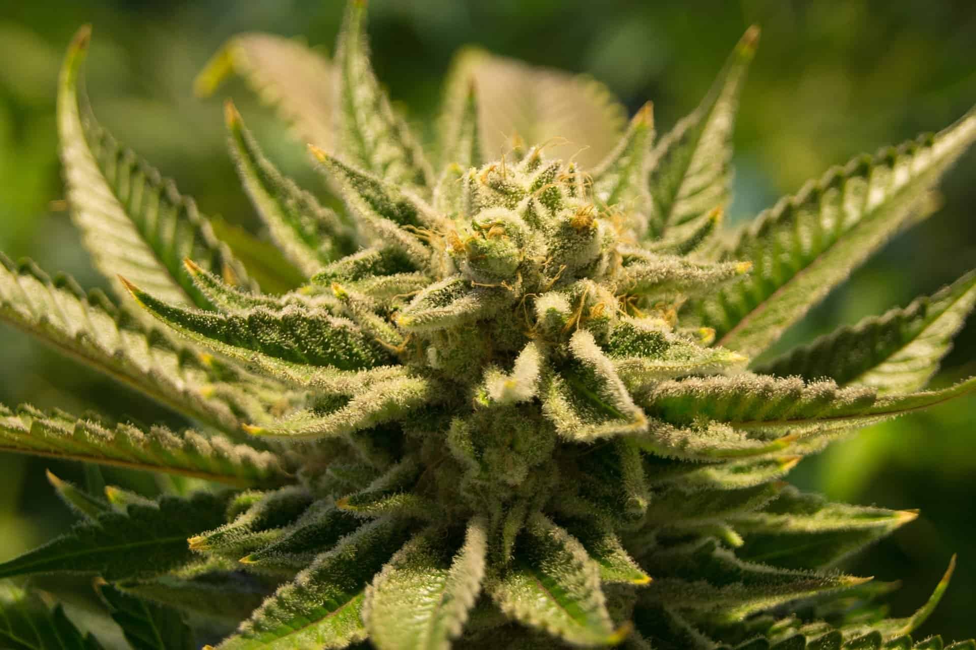 Cannabis_strains