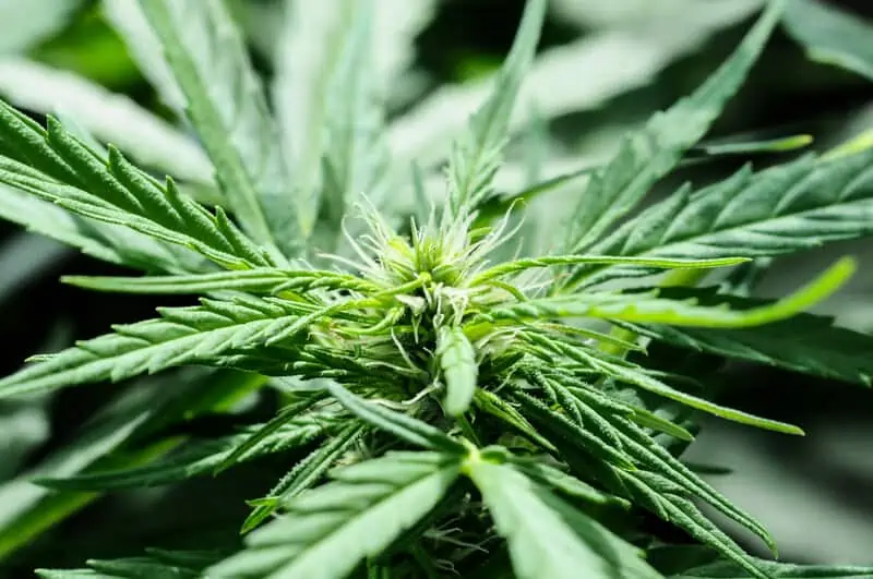 up close of green cannabis plant, history of medical marijuana