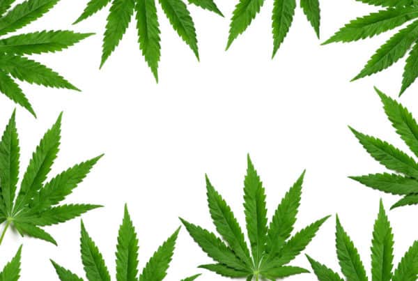 green cannabis leaves isolated on white, freelance cannabis jobs